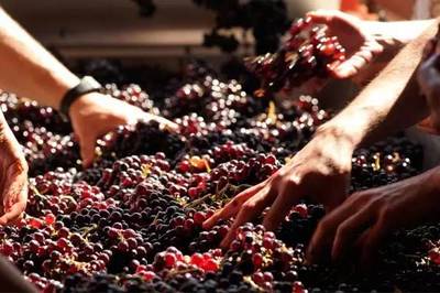 葡萄酒,高端與低端的區(qū)別究竟在哪里?